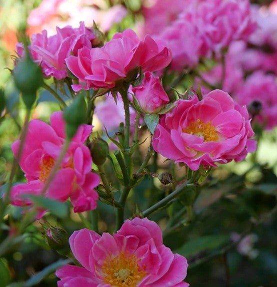 OSO Easy Double Pink, Rose, Landscape, 2 gal, PW | Quail Valley